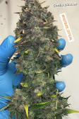 Instagram Gorilla Z Auto