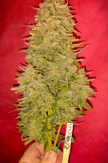 Instagram Strawberry Banana Auto