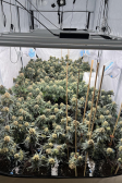 Instagram Lemon Cherry Cookies Auto