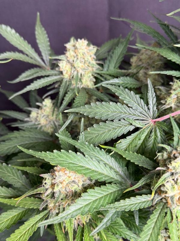 Instagram Moby Dick Auto