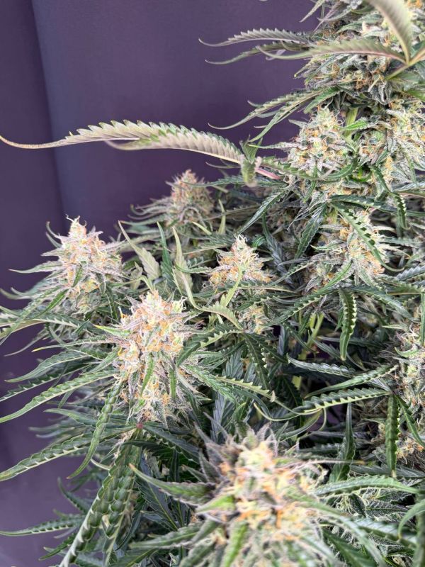 Instagram Northern Lights Auto