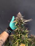 Instagram Mango Cherry Runtz Auto™