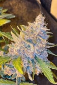 Instagram Purple Punch Auto