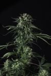 Instagram Banana Guava Auto™
