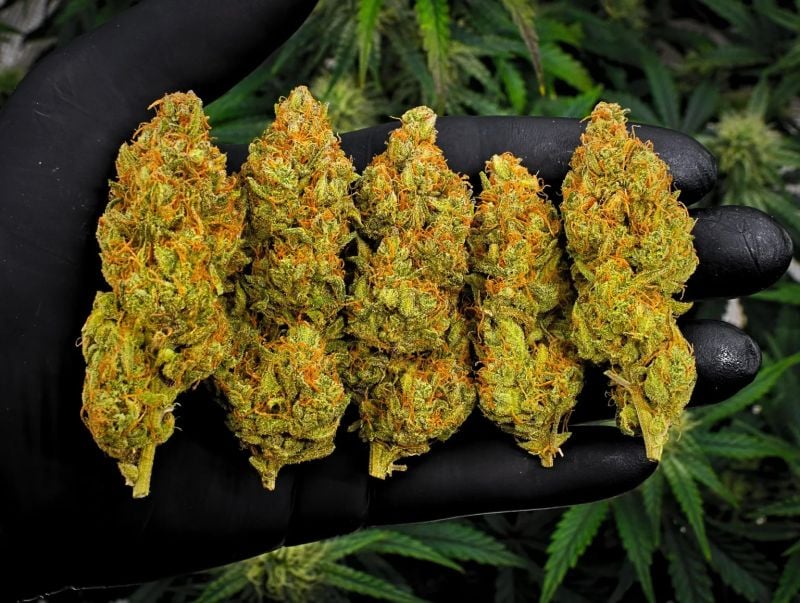 Instagram Mendo Cherry Cookies Auto