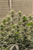 Instagram GG4 Sherbet FF