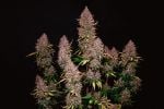 Instagram Banana Purple Punch Auto RF3™