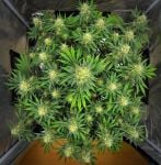 Instagram Mendo Cherry Cookies Auto™