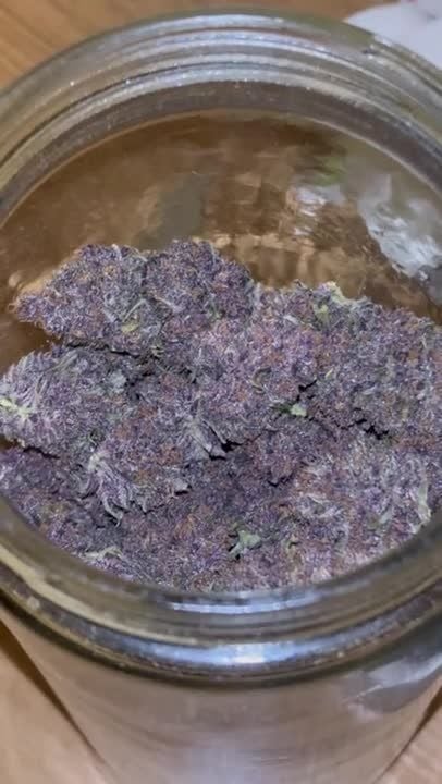 Banana Purple Punch Auto RF3 @growcheckkk GD 