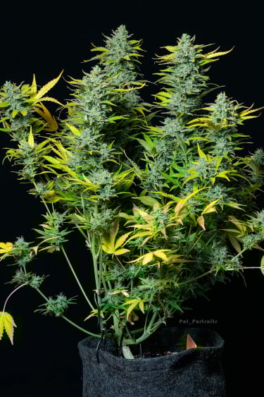 Instagram Smoothie Auto