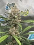 Instagram Banana Guava Auto™