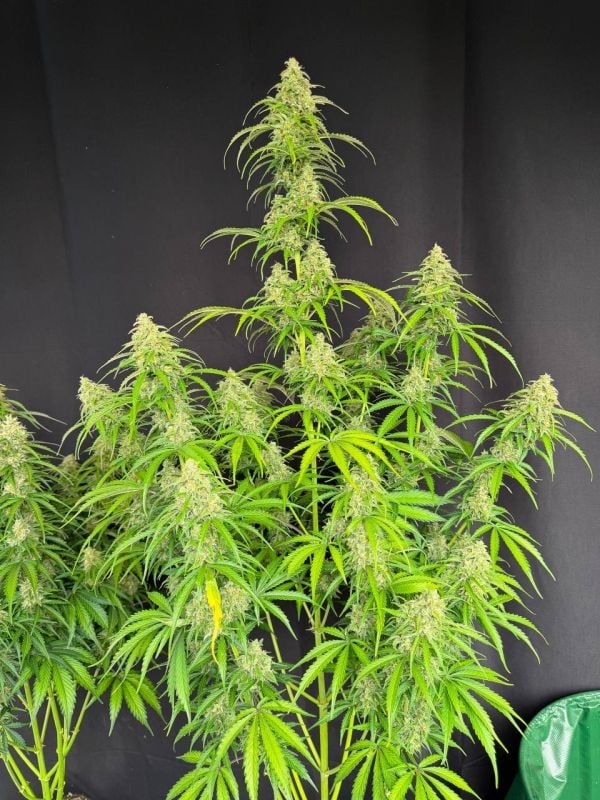 Instagram Jack Herer Auto