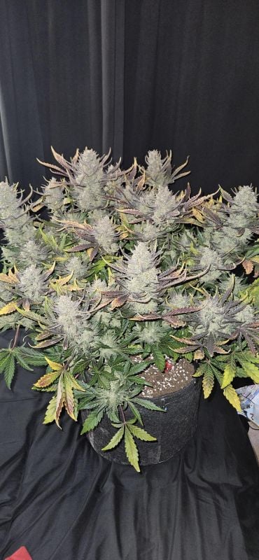 Instagram Guava Auto RF3