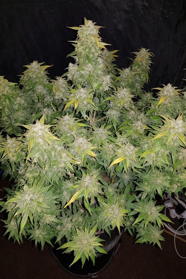 Instagram Amnesia Haze Auto