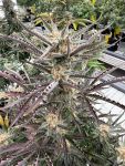 Instagram Blueberry Auto