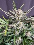 Instagram White Widow Auto
