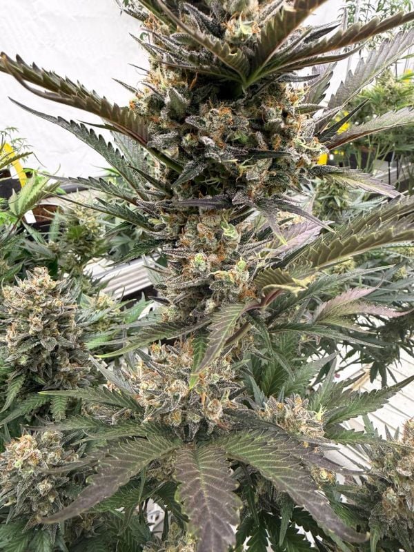 Instagram Chemdawg Auto