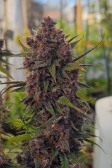 Instagram Lemon Cherry Cookies Auto