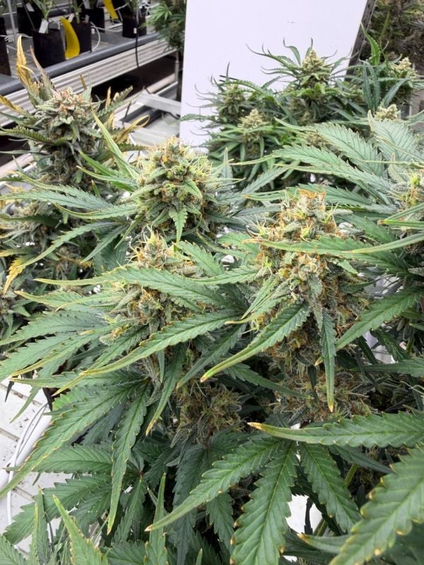 Instagram White Widow Auto