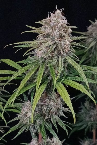 Instagram Wedding Cheesecake FF