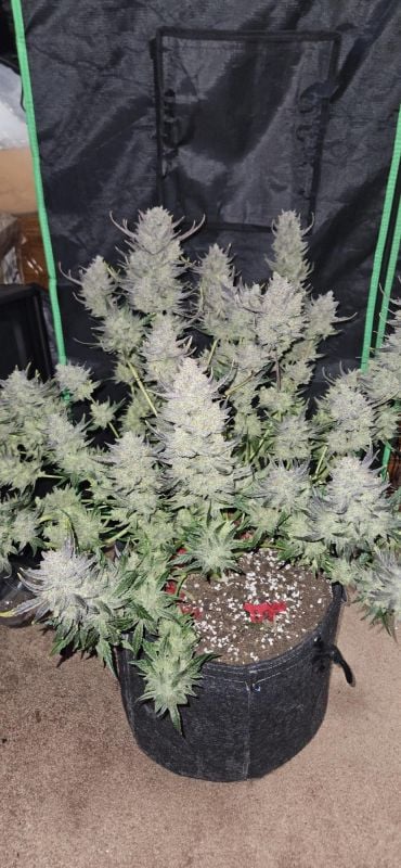 Instagram Guava Auto RF3