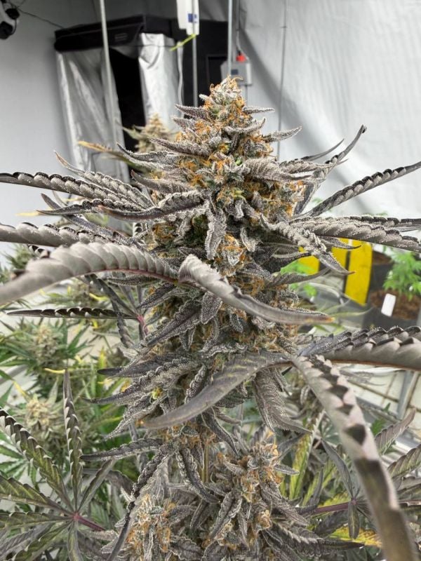 Instagram Cheese Auto