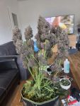 Instagram Banana Purple Punch Auto