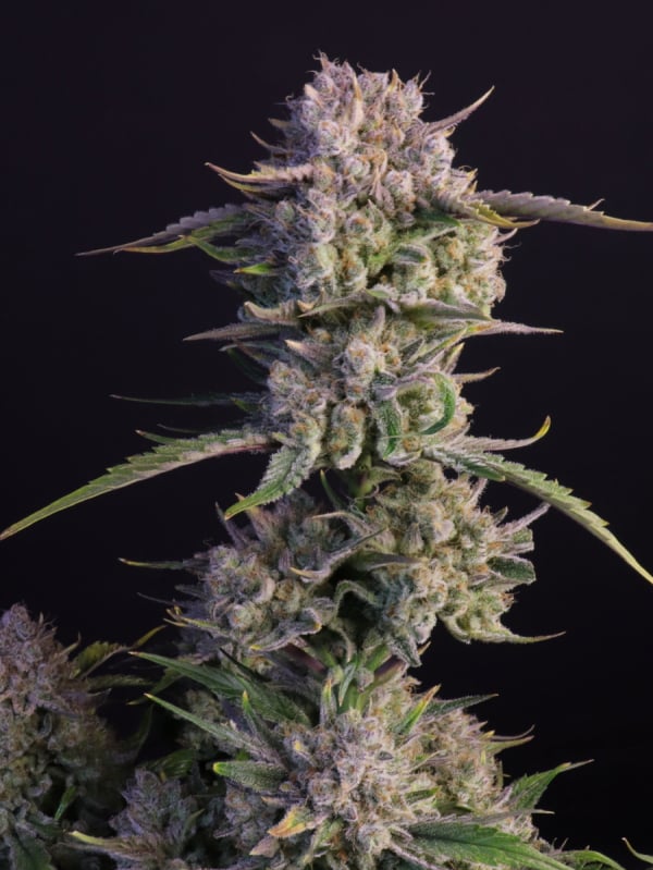 Buy Strawberry Gorilla Auto Cannabis Seeds | Fast Buds