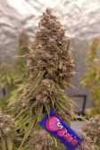 Instagram Strawberry Gorilla Auto
