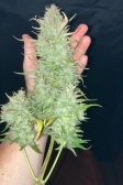 Instagram Papaya Cookies Auto™