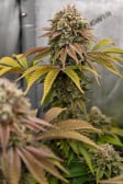 Instagram Gorilla Melon™