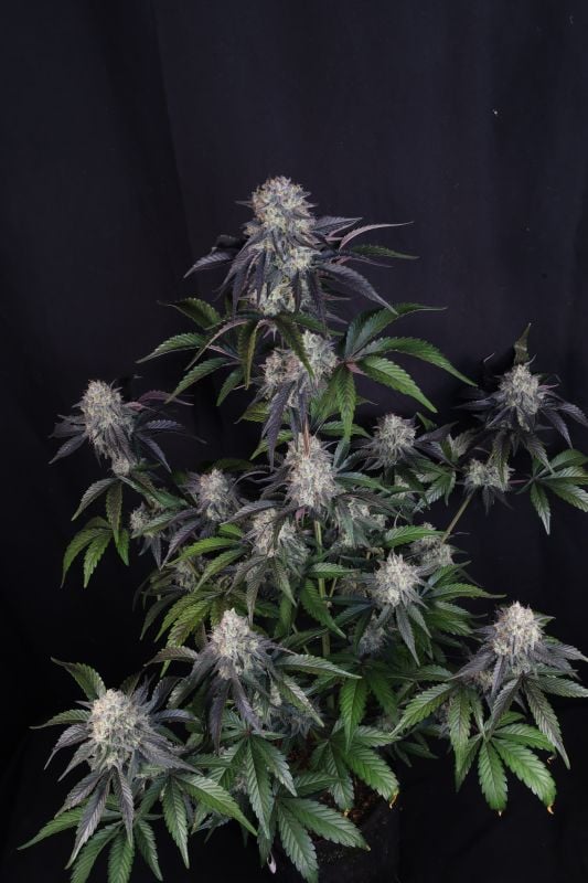 Instagram Sundae Frost Auto