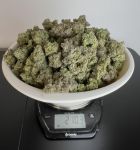 Instagram Papaya Cookies Auto™