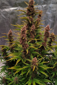 Instagram Purple Punch Auto