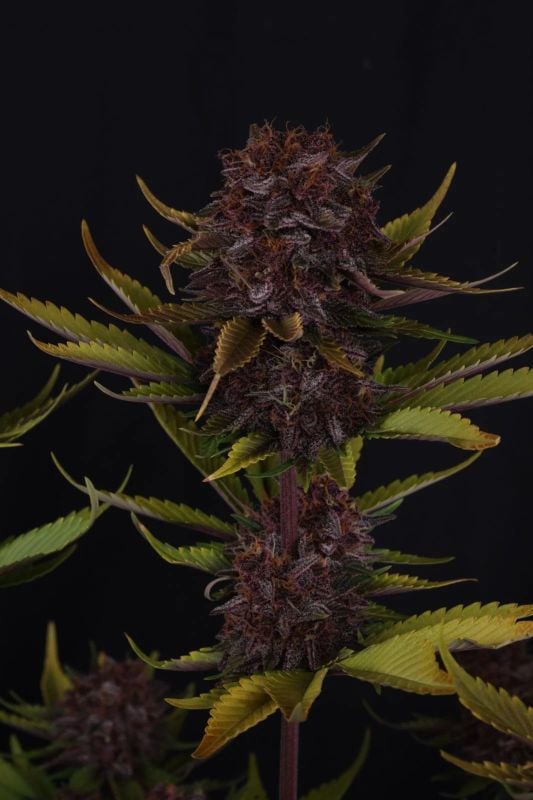 Instagram Purple Lemonade Auto RF3