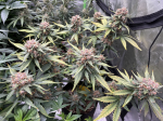 Instagram Purple Haze Auto™