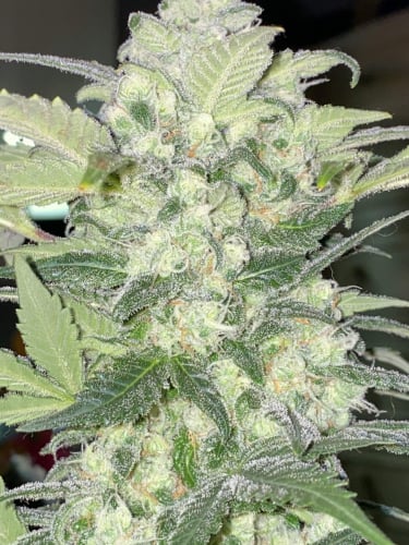 Instagram BubbleGum Auto