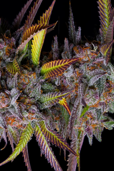 Instagram Tropicana Cookies FF