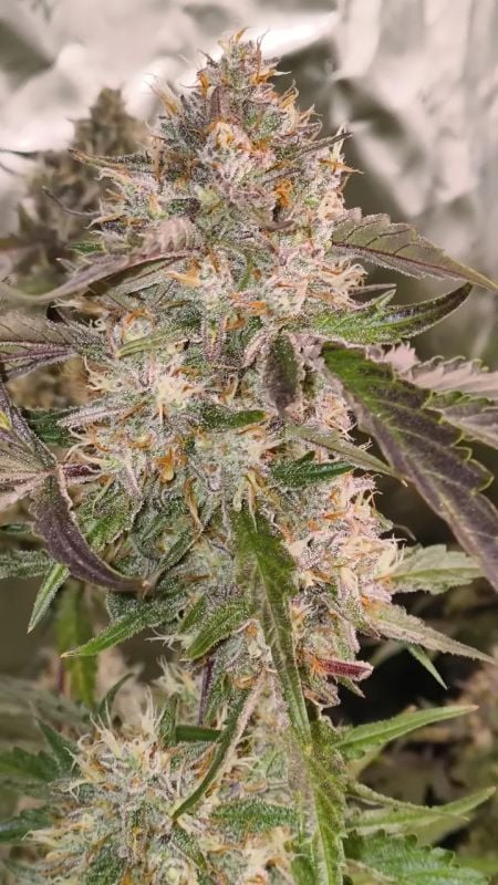 Instagram Guava Runtz Auto