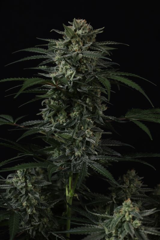 Instagram Banana Frost Auto