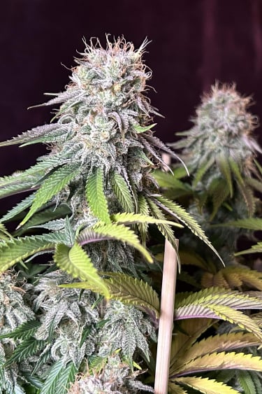 Instagram Orange Sherbet FF