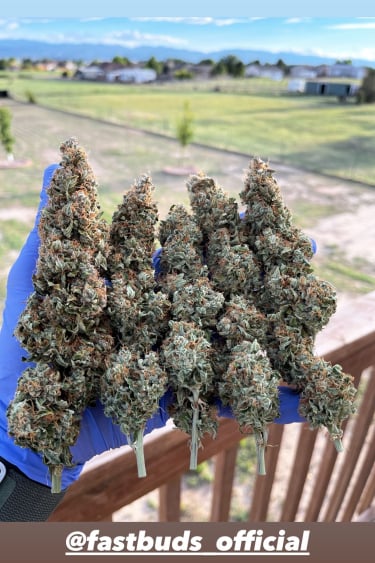 Instagram Trainwreck Auto