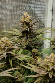 Instagram Gorilla Cookies FF