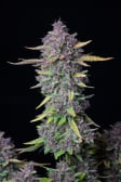 Instagram Purple Punch Auto