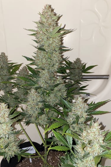 Instagram Cheese Auto