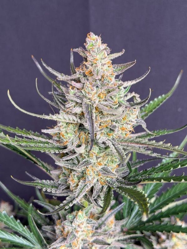 Instagram Big Bud Auto