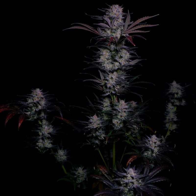 Instagram Mendo Frost Auto