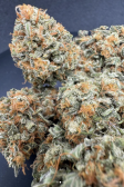 Instagram Papaya Cookies Auto™