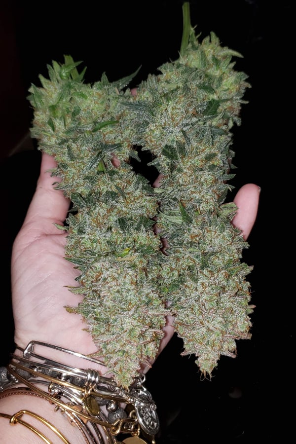 Buy AK Auto Cannabis Seeds | Fast Buds