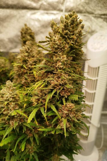 Instagram Kosher Cake Auto